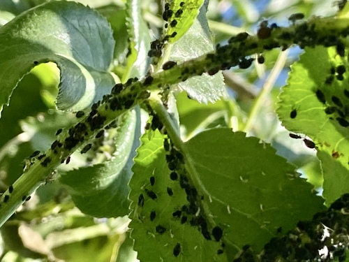 iNaturalist observation photo of Aphis