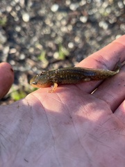 Ambystoma talpoideum