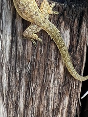 Hemidactylus garnotii image