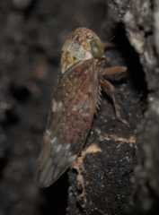 Metidiocerus rutilans