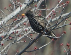 Sturnus vulgaris