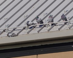 Columba livia domestica