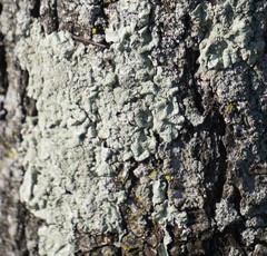 Flavoparmelia caperata