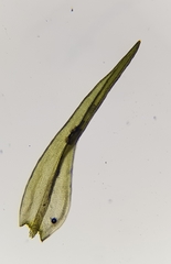 Racomitrium aquaticum