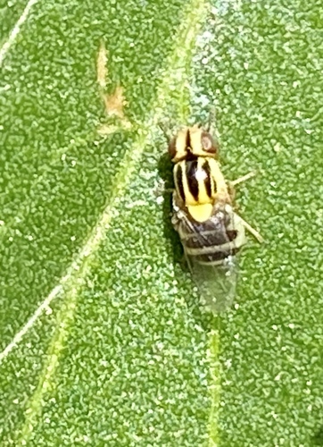 iNaturalist observation photo of Thaumatomyia