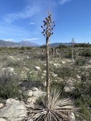 Hesperoyucca