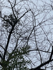 Cardinalis