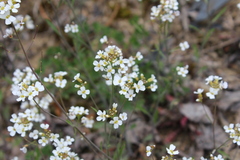 Arabidopsis arenosa arenosa