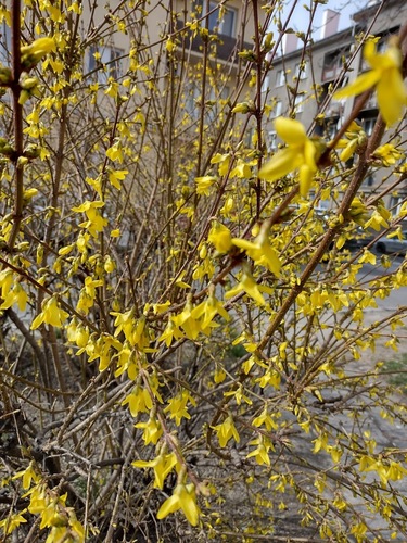 zlatovka prostredná (Forsythia × intermedia)