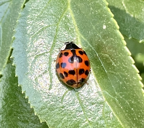 iNaturalist observation photo of Asian Lady Beetle