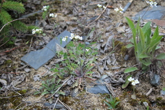 Arabidopsis arenosa arenosa