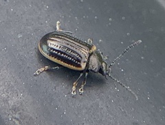 Microtheca ochroloma