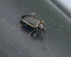 Microtheca ochroloma