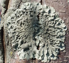 Flavoparmelia caperata