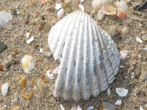 Rough Cockle, Monster, NL-ZH, NL, photo 7 of 10
