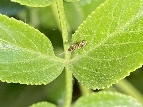 iNaturalist observation photo of Argentine Ant