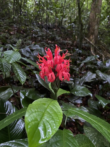 Cardinals guard (Pachystachys coccinea)