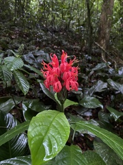 Pachystachys coccinea
