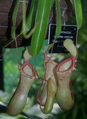 Nepenthes ventricosa