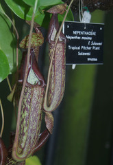 Nepenthes maxima