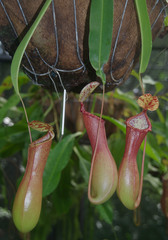 Nepenthes petiolata