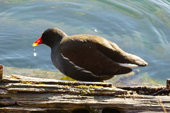 Gallinula chloropus
