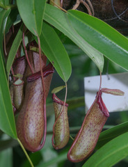 Nepenthes alata × ventricosa