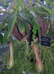 Nepenthes alata