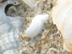 Succinella oblonga