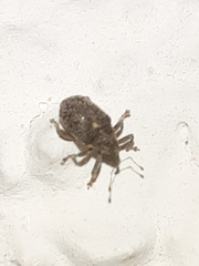 Ceutorhynchus pallidactylus