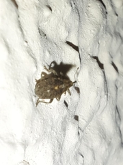 Ceutorhynchus pallidactylus