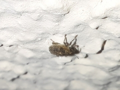 Ceutorhynchus pallidactylus