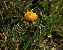 Trifolium jokerstii