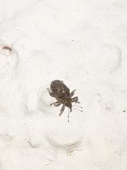 Ceutorhynchus pallidactylus