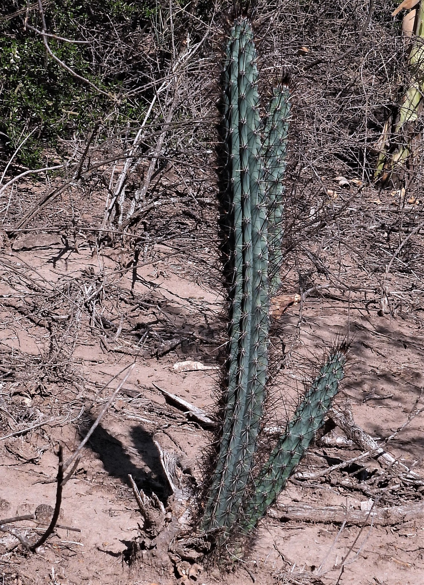 Cereus aethiops