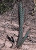Cereus aethiops - Photo no rights reserved, uploaded by Hugo Hulsberg