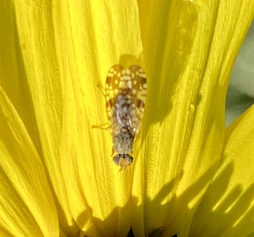 iNaturalist observation photo of Sunflower Seed Maggot