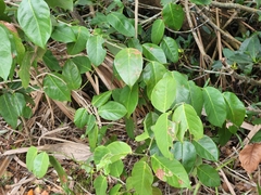 Dalbergia ecastaphyllum