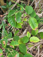 Dalbergia ecastaphyllum