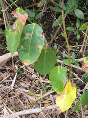 Dalbergia ecastaphyllum