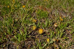 Trifolium jokerstii