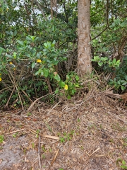 Dalbergia ecastaphyllum