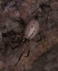 Stemonyphantes lineatus