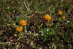 Trifolium jokerstii