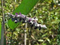 Thalia multiflora