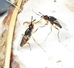 Prochyliza xanthostoma