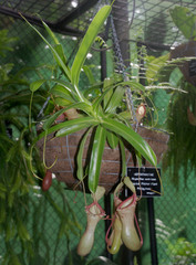 Nepenthes ventricosa