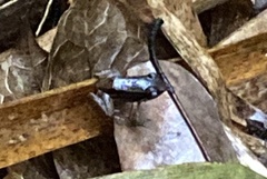 Mannophryne trinitatis