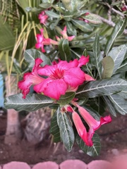 Neriinae