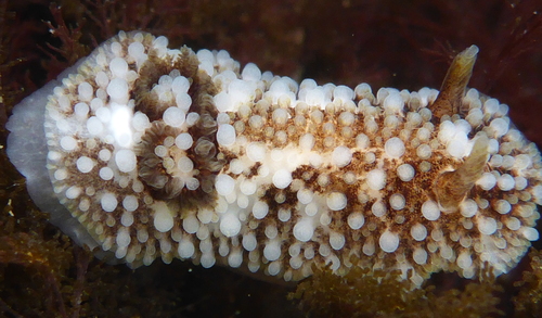 Barnacle Nudibranch (Nudibranchs and Other Sea Slugs of California ...